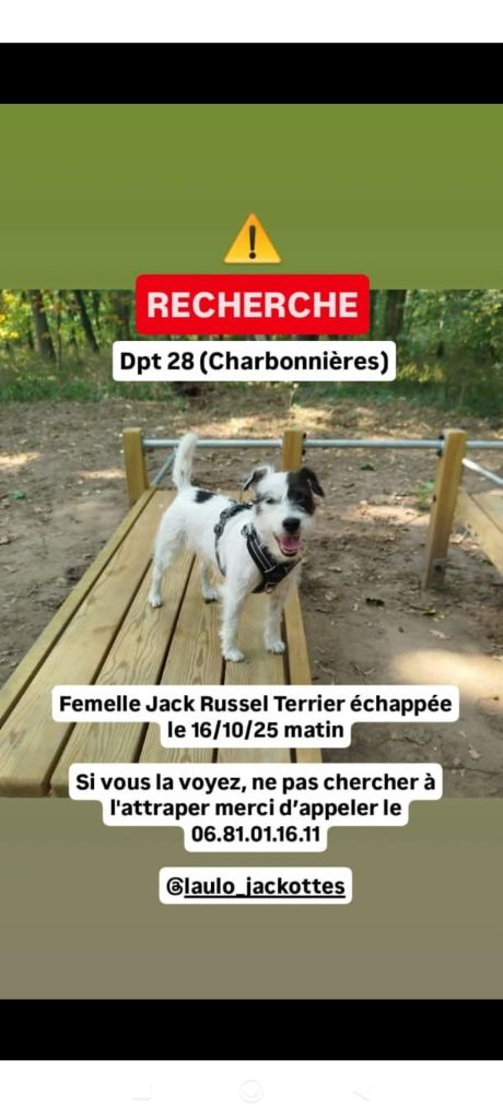 Recherche de Tiptop qui s'est enfuie 